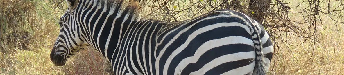 Tarangire national park