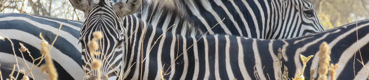 Tarangire national park