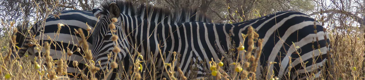 Tarangire national park