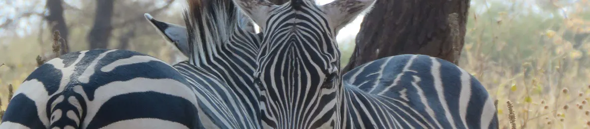 Tarangire national park