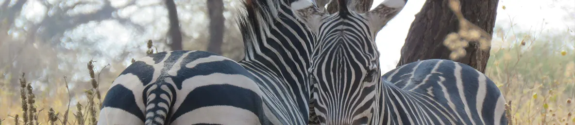 Tarangire national park