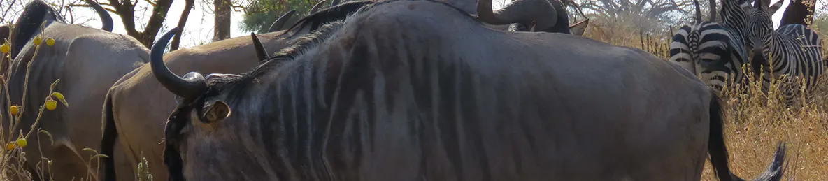 Tarangire national park