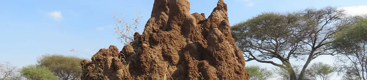 Tarangire national park