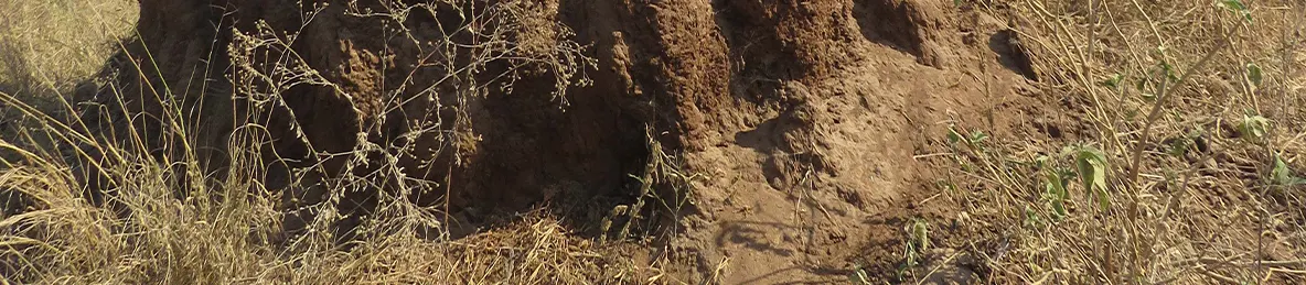 Tarangire national park