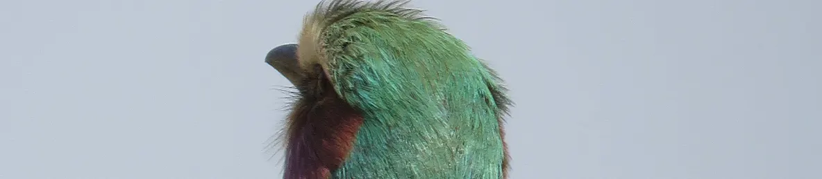 Tarangire national park