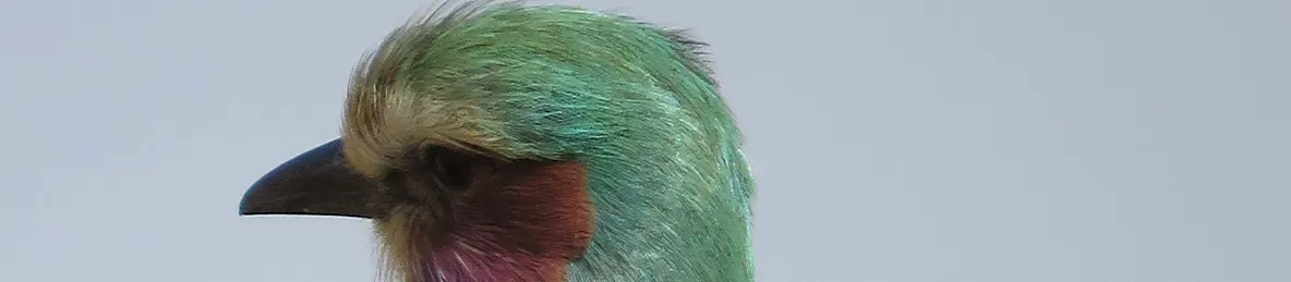 Tarangire national park