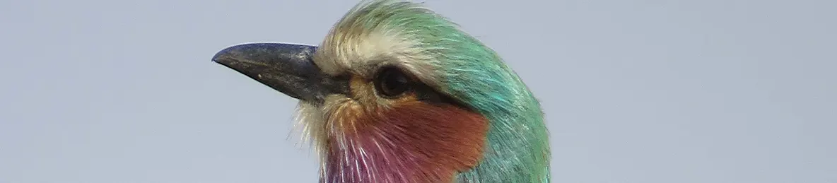 Tarangire national park