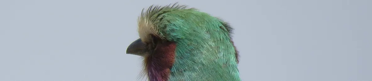 Tarangire national park