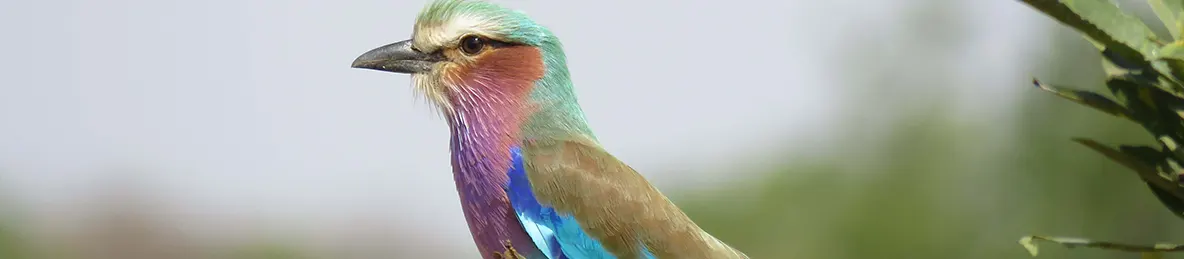 Tarangire national park