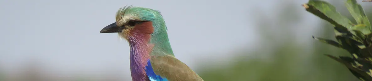 Tarangire national park