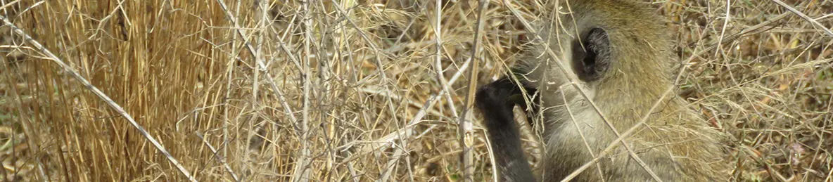 Tarangire national park