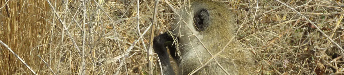 Tarangire national park