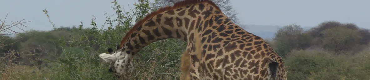 Tarangire national park