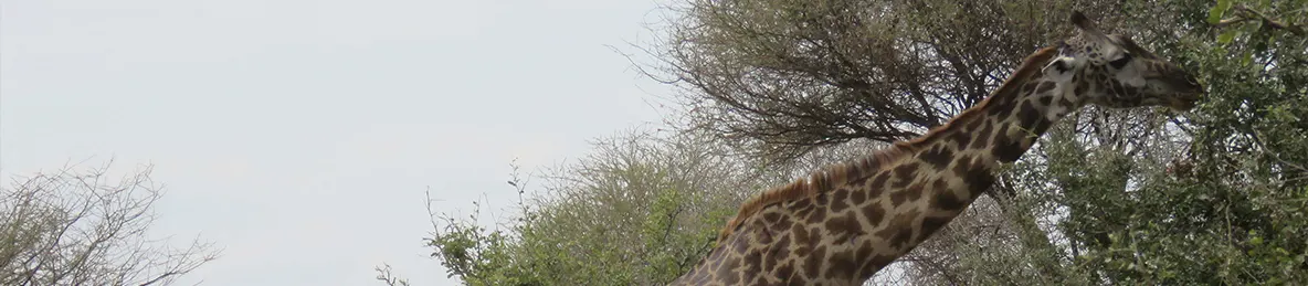 Tarangire national park