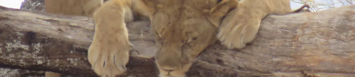 Tarangire national park