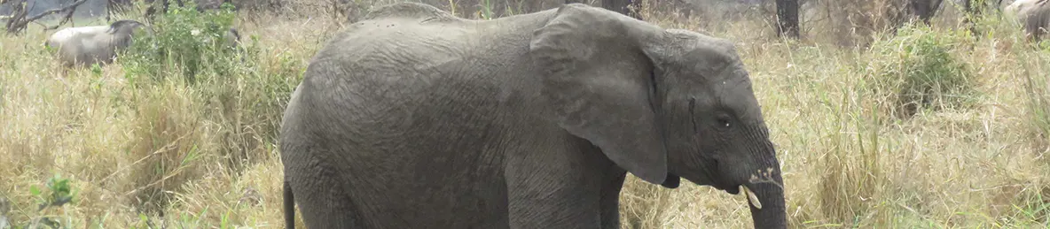 Tarangire national park