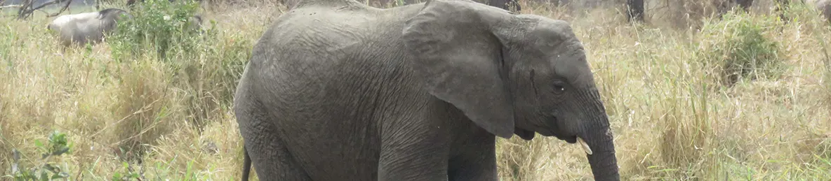Tarangire national park