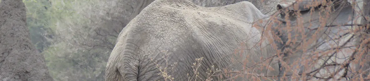 Tarangire national park