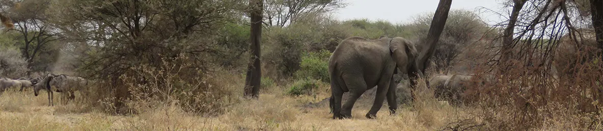 Tarangire national park