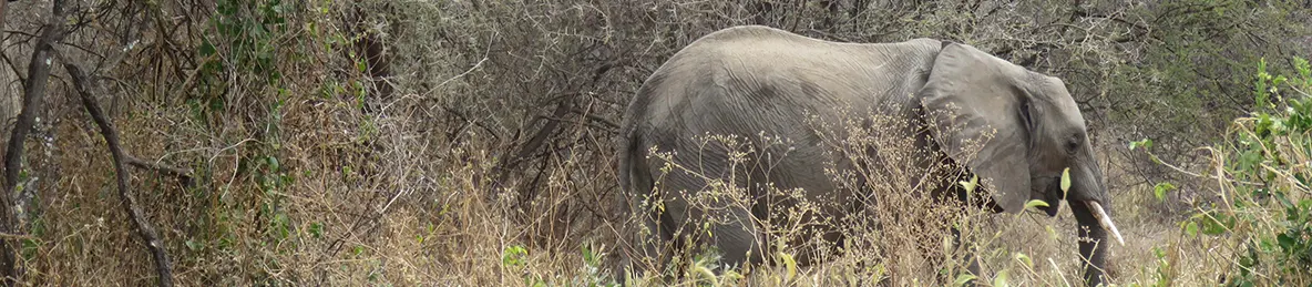Tarangire national park