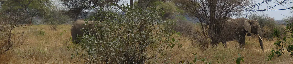 Tarangire national park