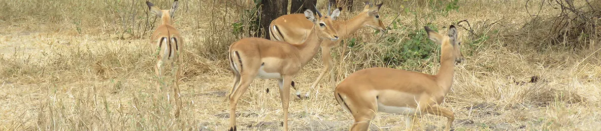 Tarangire national park