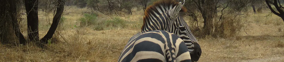 Tarangire national park