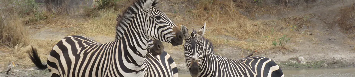 Tarangire national park
