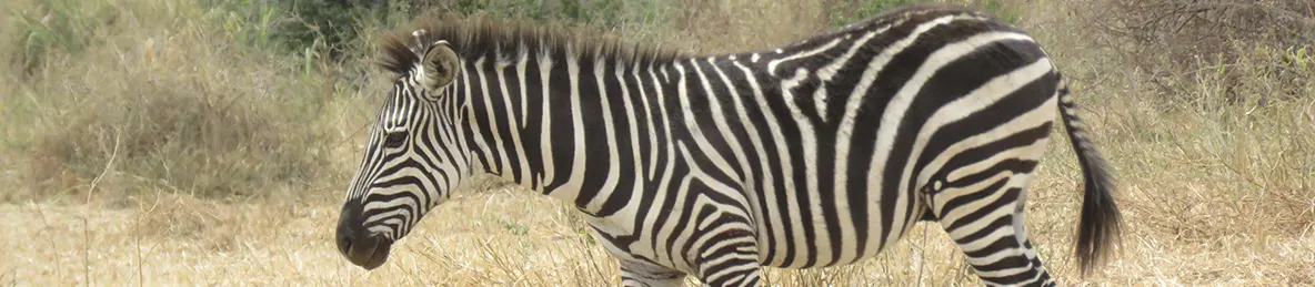 Tarangire national park