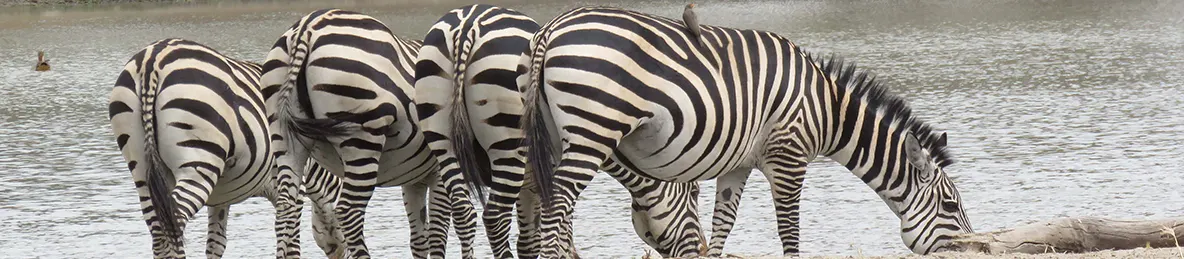 Tarangire national park