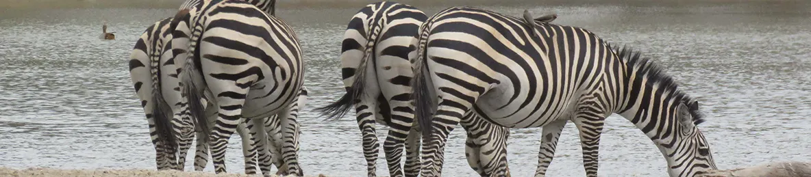 Tarangire national park