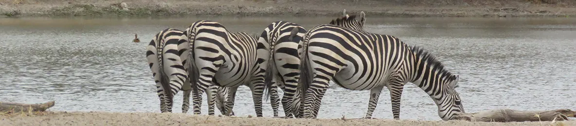 Tarangire national park