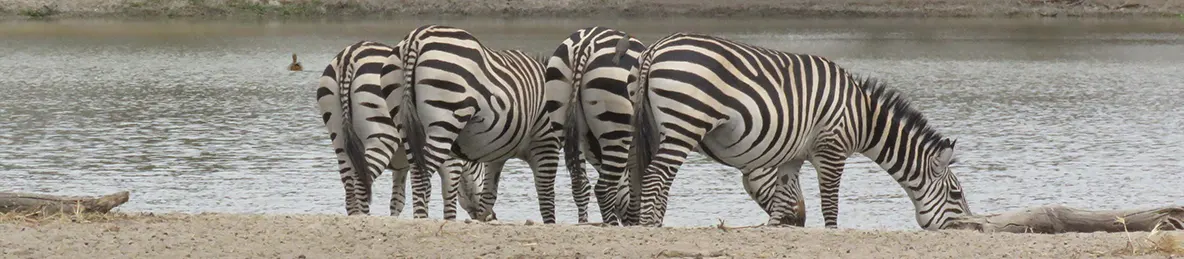 Tarangire national park