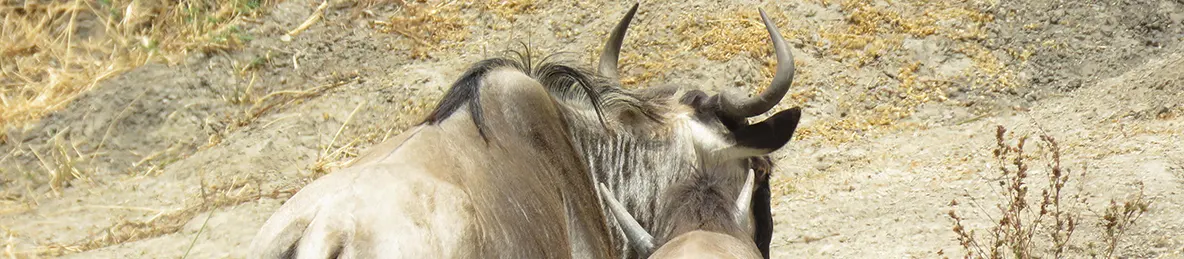 Tarangire national park