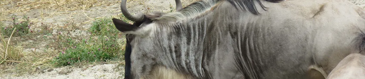 Tarangire national park