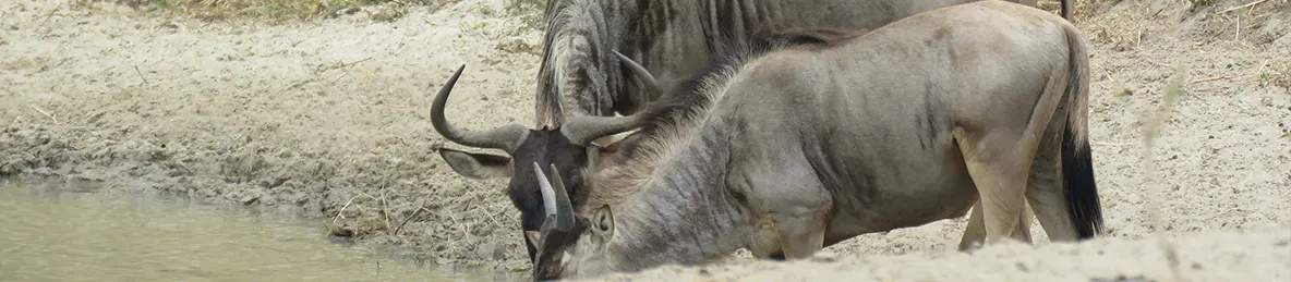 Tarangire national park