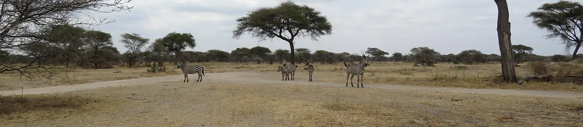 Tarangire national park