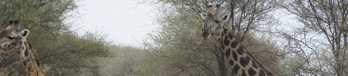 Tarangire national park
