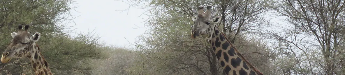 Tarangire national park