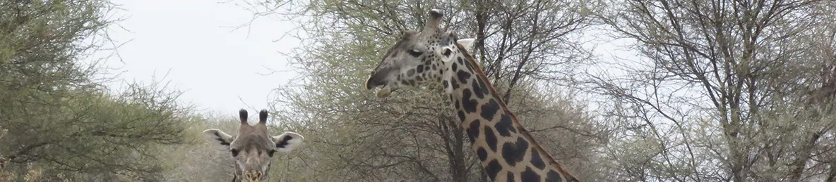 Tarangire national park