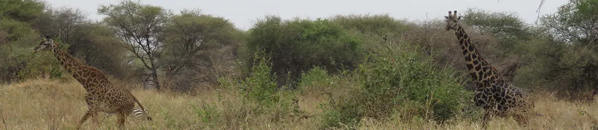 Tarangire national park