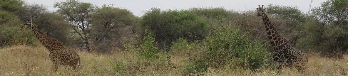 Tarangire national park