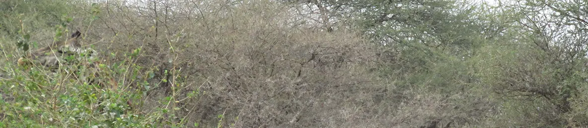 Tarangire national park