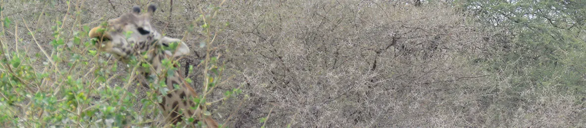 Tarangire national park