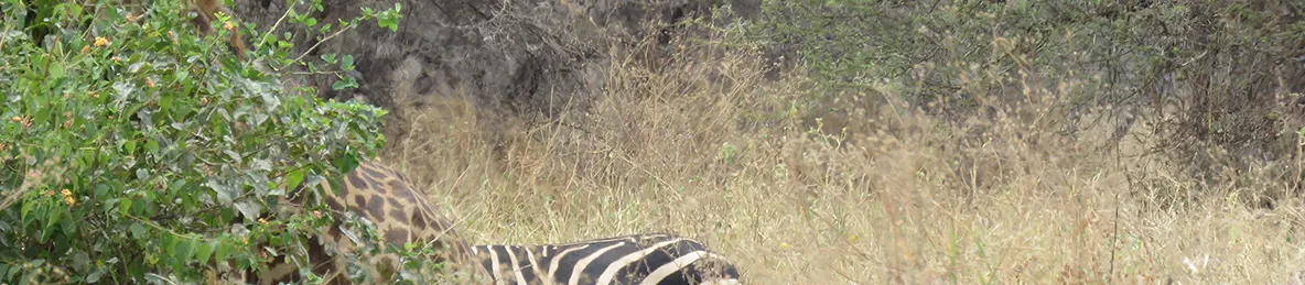 Tarangire national park