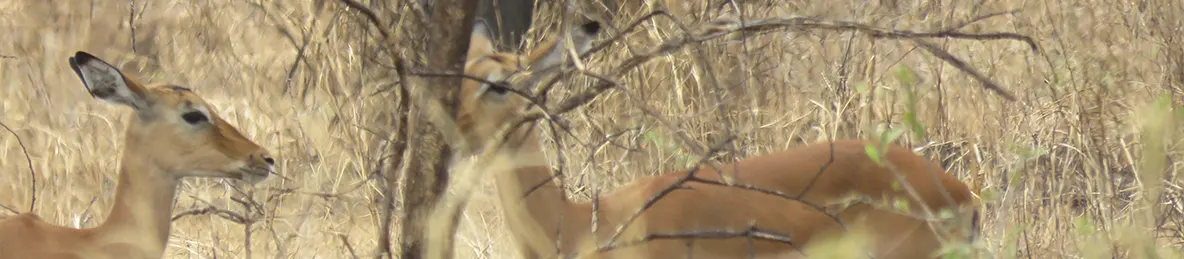 Tarangire national park