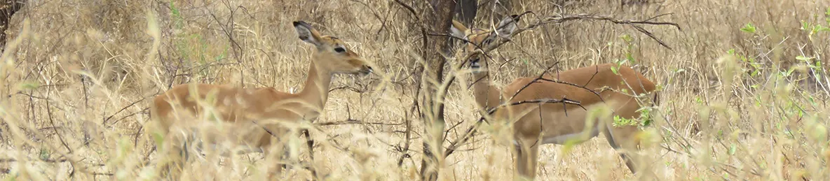 Tarangire national park