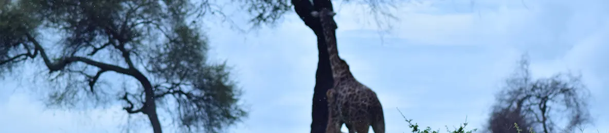 Tarangire national park