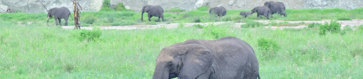 Tarangire national park