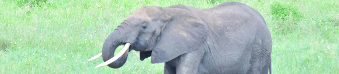 Tarangire national park